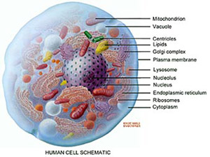 人間の細胞図